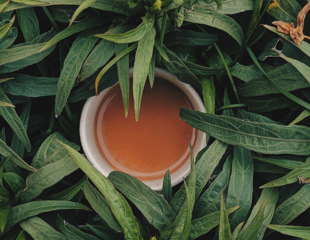 A cup of tea nestled among green leaves